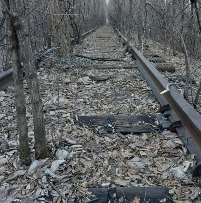 Необычные находки в лесах
