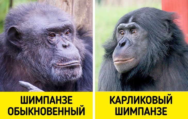 10 доказательств того, что мы до сих пор эволюционируем. И не только в лучшую сторону