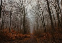 Погода в Україні 8-9 листопада — прогноз від Наталки Діденко на вихідні